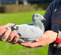 时时彩开奖直播-关于拉斯帕尔马斯中超顶级帽子戏法，球队主场大胜的信息